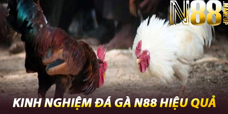 Đá Gà N88 – Sân Chơi Hấp Dẫn Cho Các Kê Thủ Đẳng Cấp 2 Kinh Nghiệm Đá Gà N88 Hiệu Quả