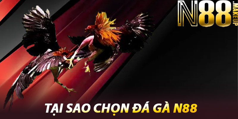 Đá Gà N88 – Sân Chơi Hấp Dẫn Cho Các Kê Thủ Đẳng Cấp 3 Tại Sao Chọn Đá Gà N88